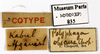 CollectionObject 1587509; MNHN(SF IMPORT DUPLICATE) MNHN-EP-EP835, d2bc1af9-b523-4d19-8050-448b01301d9e: CC BY-NC-ND 4.0/MNHN - Depraetere Marion - 2014. Type, male, of obscura Chopard, 1929. Specimen number: MNHN-EP-EP835. http://coldb.mnhn.fr/catalognumber/mnhn/ep/ep835. (CollectionObject).