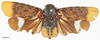 Habitus, dorsal view: !! display not done !! on Zeunasa irrorata (Blanchard, 1846): (Observation).
