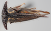 Habitus, dorsal view on Bulbauchenia rugosa (Funkhouser, 1927): (Observation).