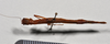 CollectionObject 1559851; a19eb260-1d37-40ef-b547-e1b1d39f104b: copyright NTUC. female, dorsal view (syntype). (CollectionObject).;CollectionObject 1559852; 4f342293-8e32-43c8-aabd-67b5d43b4610: copyright NTUC. female, dorsal view (syntype). (CollectionObject).;CollectionObject 1559853; 0624c8e5-f118-4578-a4ab-ef2df37cb695: copyright NTUC. female, dorsal view (syntype). (CollectionObject).