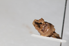 CollectionObject 1505827; 5e71975e-4ca4-4de7-8ba1-4b47be8d796c: Male, terminalia, posterior view (syntype). (CollectionObject).
