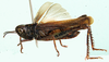 Zambiacris townsendi Johnsen, 1983: lateral view. (Otu).