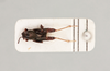 CollectionObject 2051841; 76272d4c-a39f-4ae1-9d72-14aacb818981, NHMUK015982277: Xya iberica Gunther, 1990. Dorsal view. (CollectionObject).