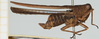 male, lateral view (syntype). Depicts CollectionObject 1583762; e8297a63-68a5-42cc-8243-6eb05bd49f15, NHMUK010924519, a CollectionObject.