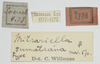 CollectionObject 1581301; dc66c425-e73c-49b1-a856-5937d56ccf7e: labels (syntype). (CollectionObject).