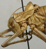 CollectionObject 1534986; c8319368-b54d-49d3-b12a-1185f4c22d4a: male pronotum, lateral view (holotype). (CollectionObject).