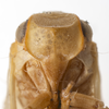 Head on Bulldolonia impressa (Metcalf & Bruner, 1930): (Observation).