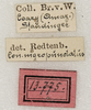 CollectionObject 1594983; 586f3612-1173-4d05-a489-3d3bbf53008c: labels (syntype of Conocephalus nigropunctatus). (CollectionObject).
