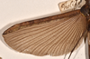 CollectionObject 1562085; 4df377aa-8c7e-43ea-883a-418c911828b5: copyright OUMNH. female wings (syntype). (CollectionObject).;CollectionObject 1562086; de1335ae-5318-468c-8703-16e1e6fc2d2c: copyright OUMNH. female wings (syntype). (CollectionObject).
