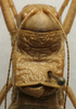 CollectionObject 1535976; eb9c2630-db16-4b83-a15e-9a076388c642: male pronotum, dorsal view (syntype). (CollectionObject).