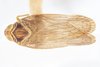 Habitus, dorsal view: !! display not done !! on Pentastiridius habeckorum (Mead & Kramer, 1982): (Observation).