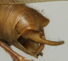 CollectionObject 1535156; 1f263a18-2ff4-49c8-bc9a-648efa7cbb01: male cerci (lectotype). (CollectionObject).