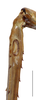 CollectionObject 1588350; e1b7897d-3420-4927-9686-a2e2be4c64a2: male, tympanum (scale bar: 5 mm). (CollectionObject).