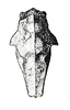 Dystopia cheesmanae (Günther, 1938): Fig. 43. female, dorsal view. (Otu).