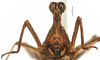 CollectionObject 1581758; ec06724c-936f-476c-8b0e-0b949fd2d0d0: male, frontal view (holotype). (CollectionObject).