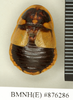 CollectionObject 1572943; 5a0dc811-4625-46bc-b375-377e87c98214: Copyright Natural History Museum, London. Non-type (adult female) in BM(NH). Dorsal view. (CollectionObject).
