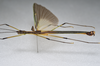CollectionObject 1590070; d824a2ac-dcaa-47de-9aa4-9ec19910bf4e: copyright MNHN, Paris. male, lateral view (holotype). (CollectionObject).