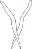 Pygofer ventral appendages, ventral view on Changwhania terauchii (Matsumura, 1915): Pygofer ventral appendages, ventral view. (Observation).
