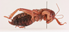 CollectionObject 1517603; 984f272c-ce3e-4346-8714-01ca5a090ef1, NHMUK015982078: female, ventro-lateral view (holotype). (CollectionObject).