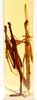 CollectionObject 1587028; d81b3c08-898b-49fd-95d0-fbf545015853: copyright MNHN, Paris. male of synonym Diura discolor (syntype). (CollectionObject).;CollectionObject 1587029; 4b5d035b-c2ac-49c1-97cf-8f27961cbd2b: copyright MNHN, Paris. male of synonym Diura discolor (syntype). (CollectionObject).