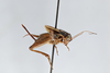 CollectionObject 2868907; 44f9c286-02f7-4a1b-bd7f-df26c1282315, CNCI 1154929: Allonemobius griseus funeralis. (CollectionObject).