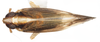 Habitus, dorsal view on Distantinus fuscipennis (Muir, 1919): (Observation).