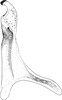 Stylus: !! display not done !! on Psammotettix sabulicola (Curtis, 1837): Stylus. (Observation).