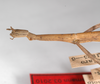 CollectionObject 1563545; 0d1ac188-f02d-45c5-8a87-321a121be81d: copyright ZMHB, Berlin. female: head & thorax, lateral view (syntype). (CollectionObject).