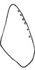 Subgenital plate: Subgenital plate. (Observation).