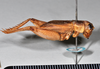 CollectionObject 1517656; 05c641a3-985a-4146-902e-6939e8ab519a: copyright Natural History Museum, London. male, lateral view (syntype of Gryllus septentrionalis). (CollectionObject).