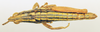 CollectionObject 1520622; 65d54b01-9da9-44f6-b9e7-9b84c2f6a6e0: male, dorsal view (allotype). (CollectionObject).