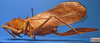 CollectionObject 1538333; cd95db4b-d747-43b6-999f-25edf1c48b7d: female, lateral view. (CollectionObject).