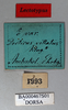 CollectionObject 1501057; e58dbd6b-4d47-4f74-a955-bba920733ce3: male, labels (lectotype). (CollectionObject).