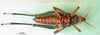 CollectionObject 1501049; 37dfa6ea-641d-4280-a4dd-23ad6854ce56: male, ventral view (holotype). (CollectionObject).