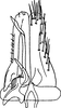Subgenital plate, ventral view on Scaphoidella arboricola Vilbaste, 1968: Subgenital plate. (Observation).