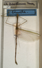 CollectionObject 1557161; NMW 961, 08db8440-c65e-4722-b682-fa7baa0d132b: copyright NMW, Vienna. male of synonym Asceles gracillimus (holotype). (CollectionObject).