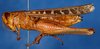 CollectionObject 1578677; f43383f0-84b7-4f97-8b15-9e88e32fbc37: female, lateral view. (CollectionObject).