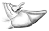 Dichroplus vittiger (Blanchard, 1851): Fig. 7. male abdomen tip, lateral view. (Otu).