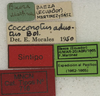 CollectionObject 1535098; 40ff5075-b72a-4d43-877d-58701b308f2b: labels (syntype). (CollectionObject).