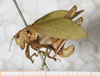 CollectionObject 1565829; a5c65266-8776-45c9-bd0d-3560181090a7: female, lateral view (syntype). (CollectionObject).
