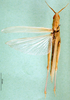 CollectionObject 1501501; 865c340a-ea8a-4459-9cb9-fcd1ce733ac6, MfN BA000619S01: female, dorsal view (holotype). (CollectionObject).