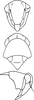 Head: Head, pro-, and mesothorax (A. orbata Mel.). (Observation).