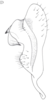 Stylus: !! display not done !! on Cixidia (Cixidia) confinis (Zetterstedt, 1837): (Observation).