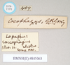 CollectionObject 1864532; e9546030-2ecc-4eeb-aa99-5a7188fd4bab: female, data labels of synonym Alopus coccophages (syntype) Source: Paul Brock's photos, copyright Natural History Museum, London. (CollectionObject).