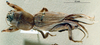 CollectionObject 1536208; NMBA 3225433, e3e8a10b-0c96-4663-8c4c-b0c420c0443d: female, dorsal view. (CollectionObject).