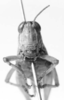 CollectionObject 1596937; cf37642d-9c61-4a1b-96b9-ecea6e543900: female, frontal view (syntype). (CollectionObject).
