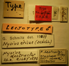 Nysius destructor Riley, 1873: Nysius destructor Lectotype Labels (NMNH) - (CC BY-NC 4.0) - Photo by Pablo M. Dellapé with permission from the National Museum of Natural History (NMNH), Smithsonian Institution, Washington, D.C. (Otu).