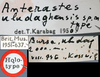 CollectionObject 1517125; 671965bf-7459-405b-a74c-3cf8f193a2cf: labels (holotype). (CollectionObject).