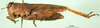 CollectionObject 1576314; 42d331ff-b85e-44c5-b313-e62b92b87b84: female, lateral view (holotype). (CollectionObject).