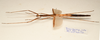 CollectionObject 1591065; df22d602-28b5-4fac-a207-4624a8efdb09: copyright ZRC Singapore. female, lateral view (paratype). (CollectionObject).